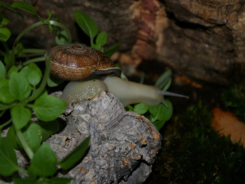 Schnecke_21.JPG