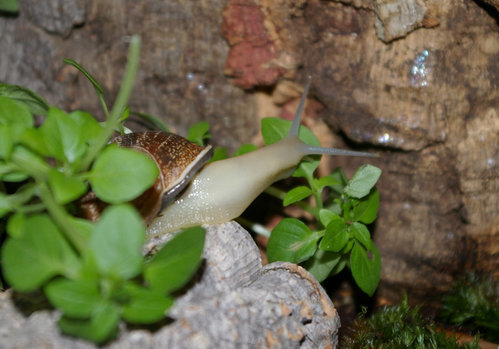 Schnecke_20.JPG