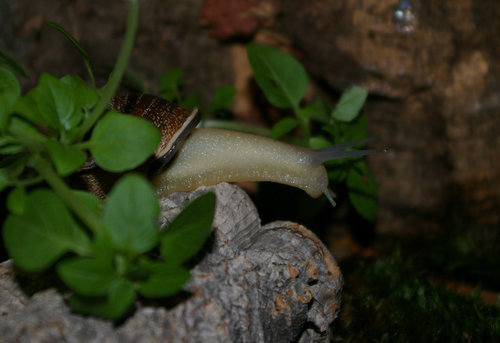 Schnecke_19.JPG