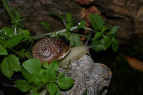 Schnecke_18.JPG