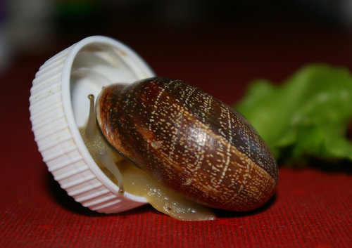 Schnecke_36.JPG