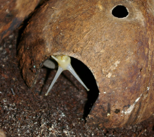 Schnecke_35.JPG