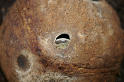 Schnecke_34.JPG