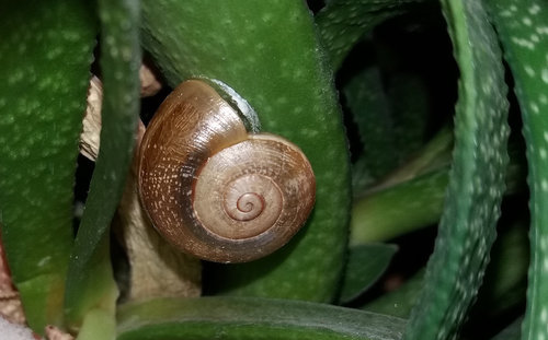 Schnecke_33.jpg