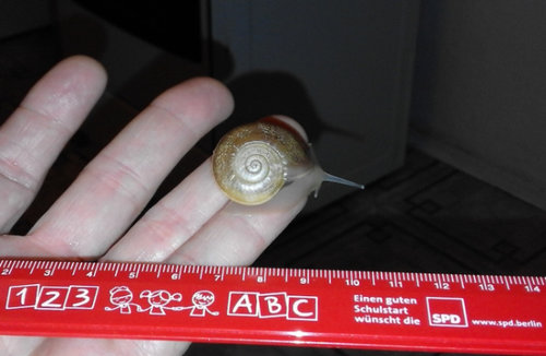 Schnecke_32.jpg