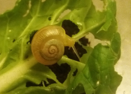 Schnecke_31.jpg