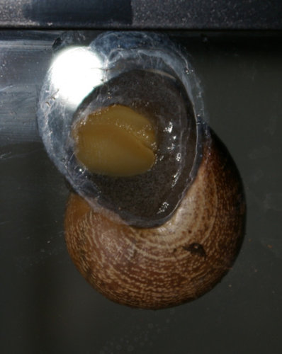 Schnecke_30.JPG