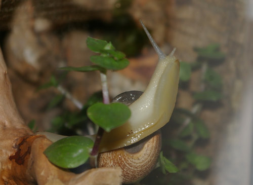 Schnecke_29b.JPG