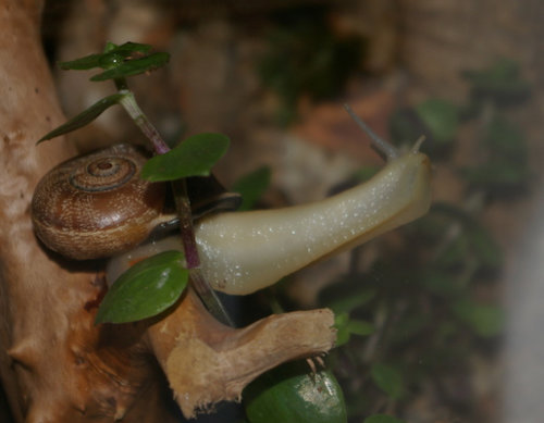 Schnecke_28.JPG