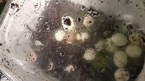 20170629_073521.jpg