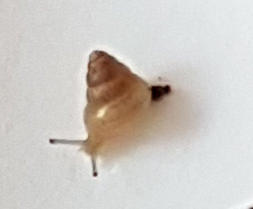 schnecke.jpg