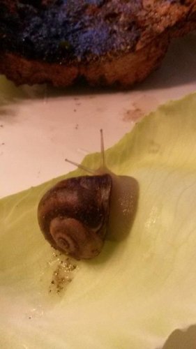 Schnecke 1 Juli.jpg