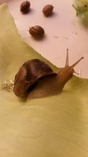 Schnecke 2 Julig.jpg