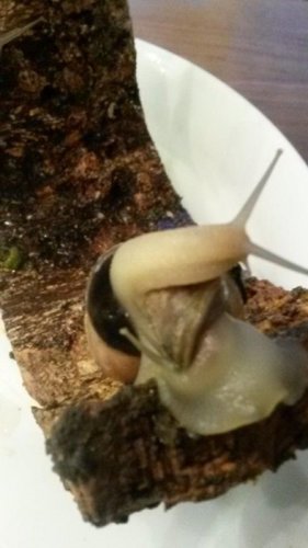 Schnecke 4.jpg