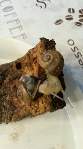 Schnecke 7 Juli.jpg