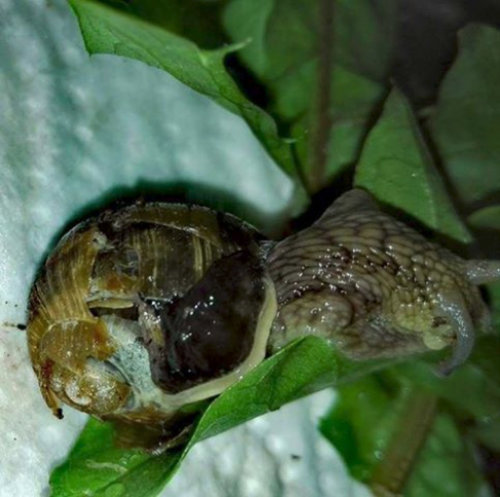 20117474_1613313412013684_747362943_n.jpg