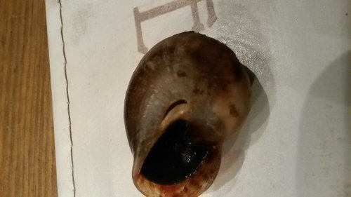 Schnecke1207_1.jpg
