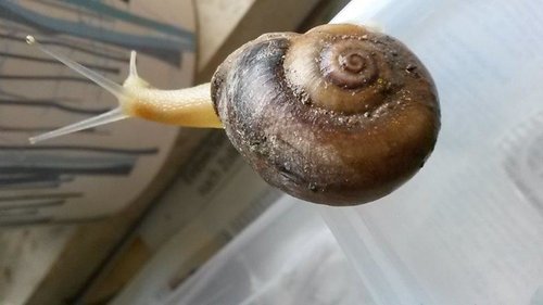 Schnecke1207_3.jpg