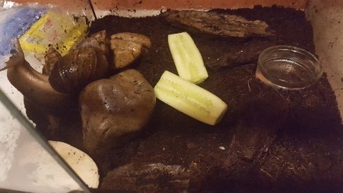 Terra Hort alt.jpg
