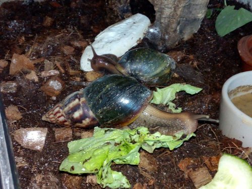 Toffee und Luthien.jpg