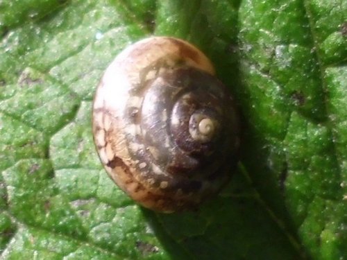 20170806_5328a.jpg