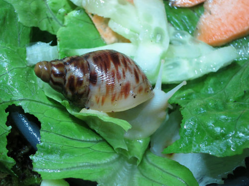 minipli1.jpg