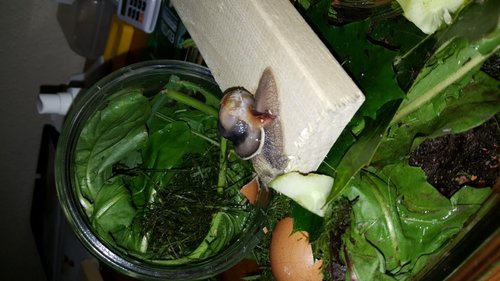 IMG-20170818-WA0038.jpeg