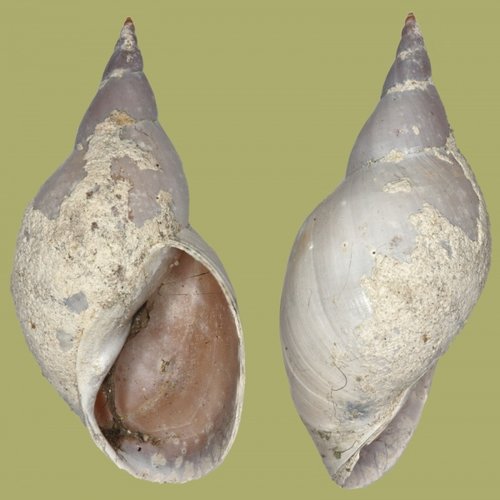 lymnaea_stagnalis_25a.jpg