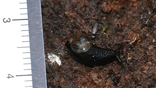 DSC_3497 Ausschnitt, Kontrast, Schärfe 42 %.JPG