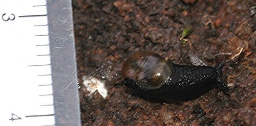 DSC_3498 Ausschnitt, Kontrast, Schärfe 45 %.JPG