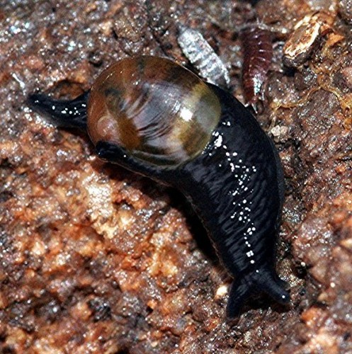 DSC_3500 Ausschnitt, Kontrast, Schärfe 57 %.JPG