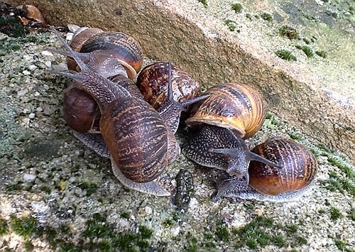 IMG_1247.JPG