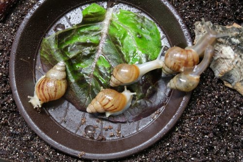 schnecke_170907.JPG