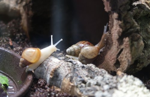 schnecke_170907b.JPG