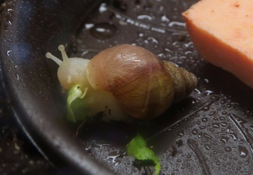 schnecke_170913.JPG