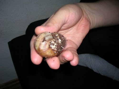 schnecke.JPG