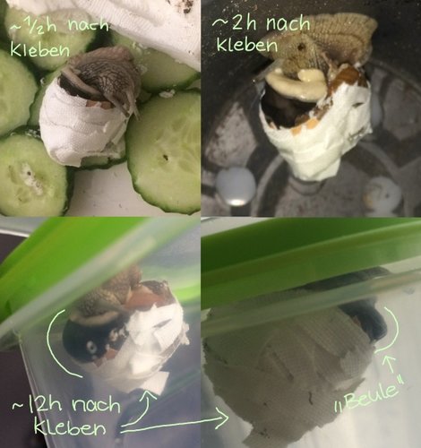 Beule.jpg