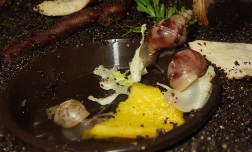 schnecke_170921e.jpg