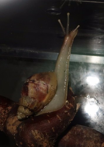 schnecke_170919d.JPG