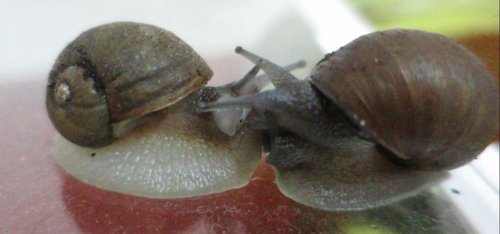 Schnecken.JPG