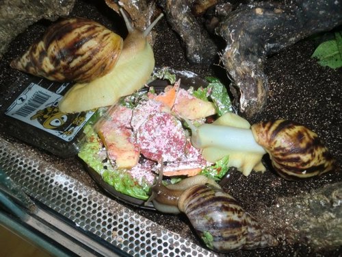 3Reticulata.JPG