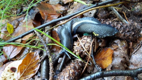 20171001_131535.jpg