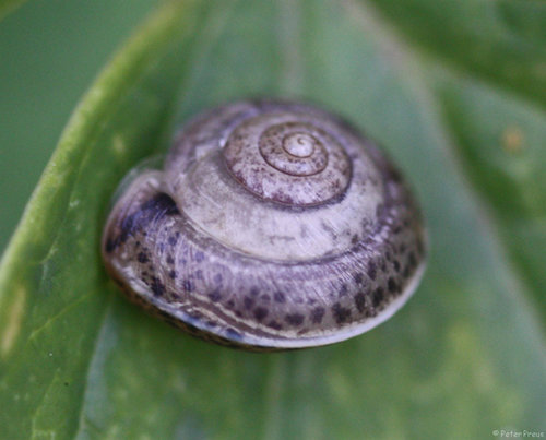 schnecke-punkte-17-8578g2.jpg