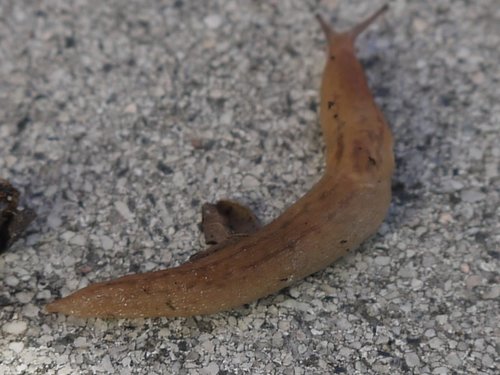 P1190531.JPG