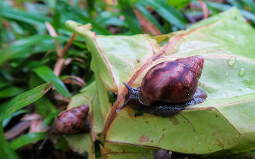 foto_madagaskar_schnecke.jpg