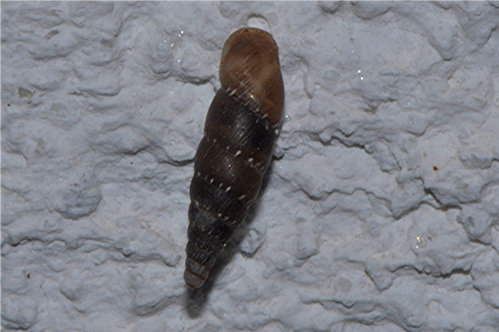 _DSC0063 Ausschnitt, Schärfe.JPG