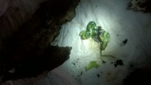 WP_20171130_15_18_27_Pro.jpg