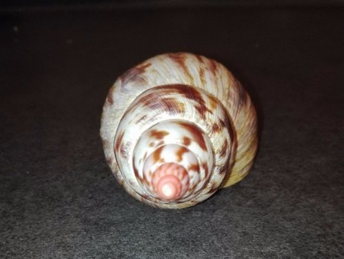 Achatina albopicta 1.jpg