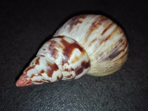 Achatina albopicta.jpg