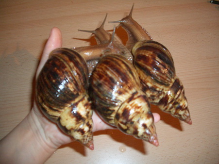 Achatina albopicta 8.JPG